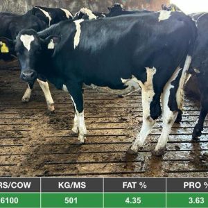 25 Top Quality Breeding Heifers - UK