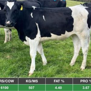 10 Bulling Heifers AI Sired Genotyped - UK