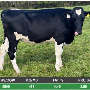 30 Ai Sired Well Grown Heifers UK