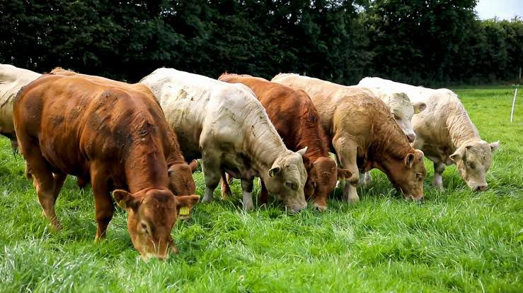 Limousin cattle