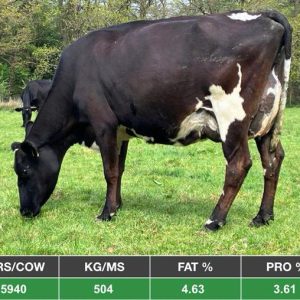 210 Cow Spring Calved HERD SALE - UK
