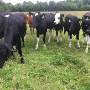 British Friesian; Crossbred; Fleckvieh; British Friesian, Crossbred