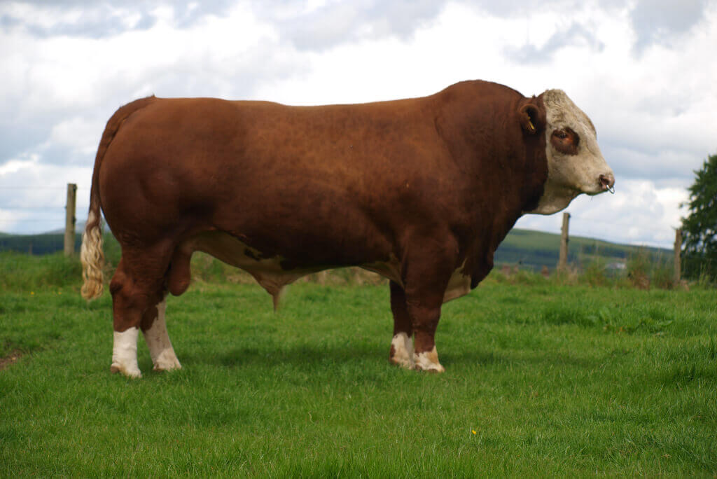 Farm Delights Polled Simmental Bull