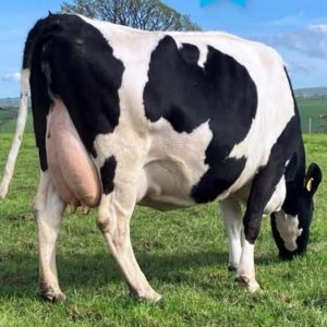 30 May Calving Xbred Cows - UK