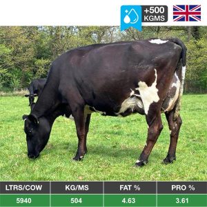 210 Cow Spring Calved HERD SALE - UK