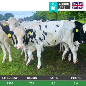 40 Well Grown Holstein/Fleckvieh Bulling Served Heifers - UK