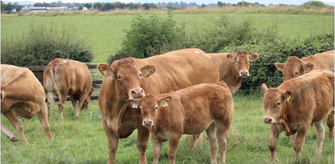 Livestock Cattle farm