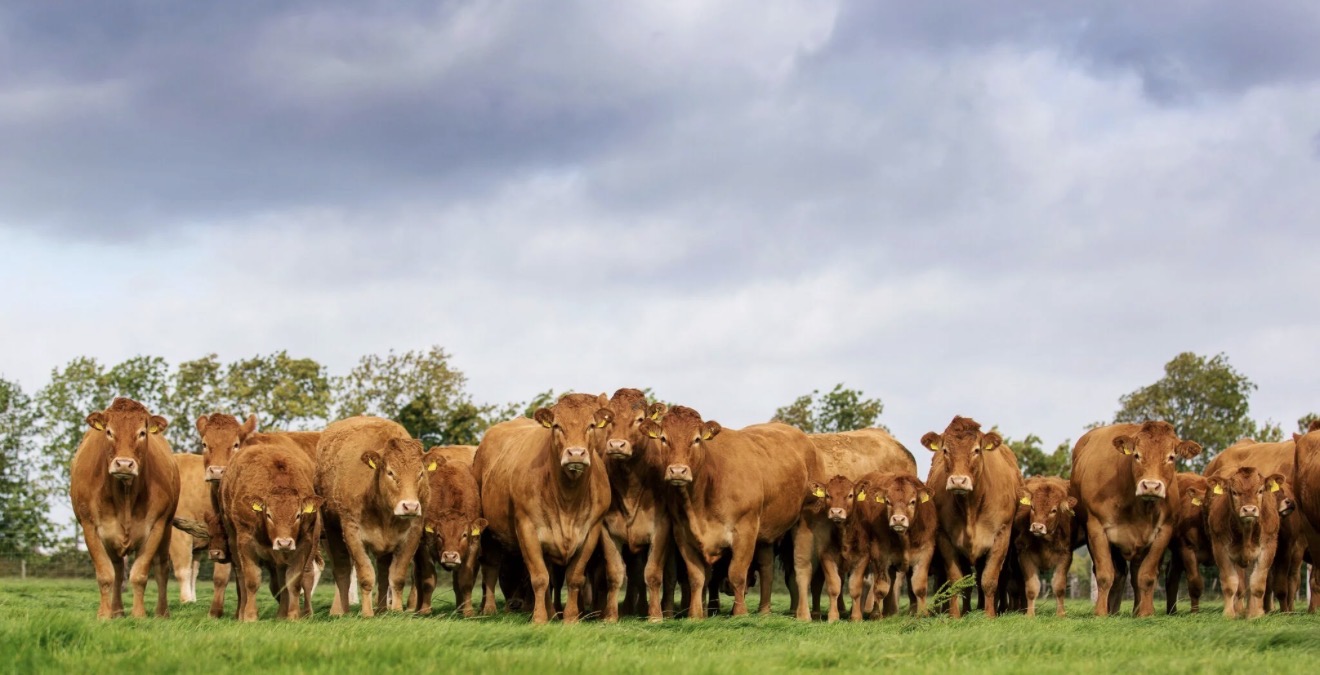 limousin cattle