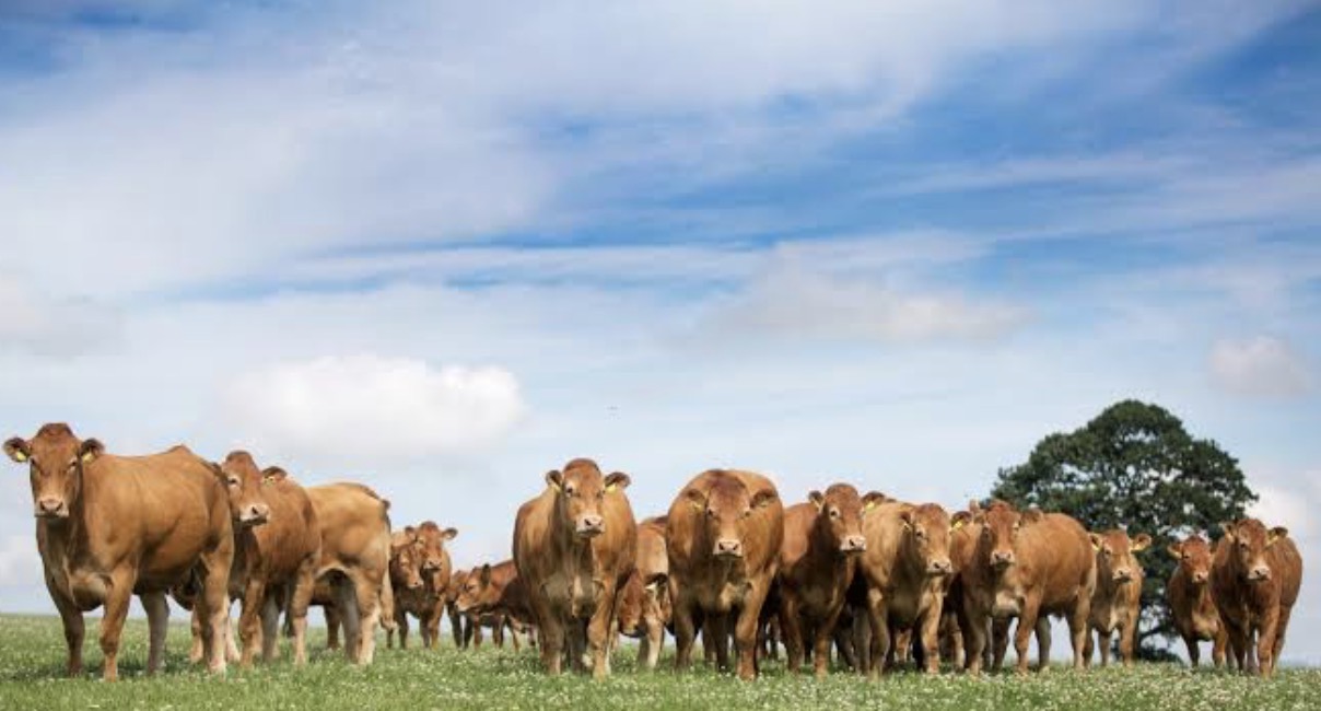limousin cattle cow