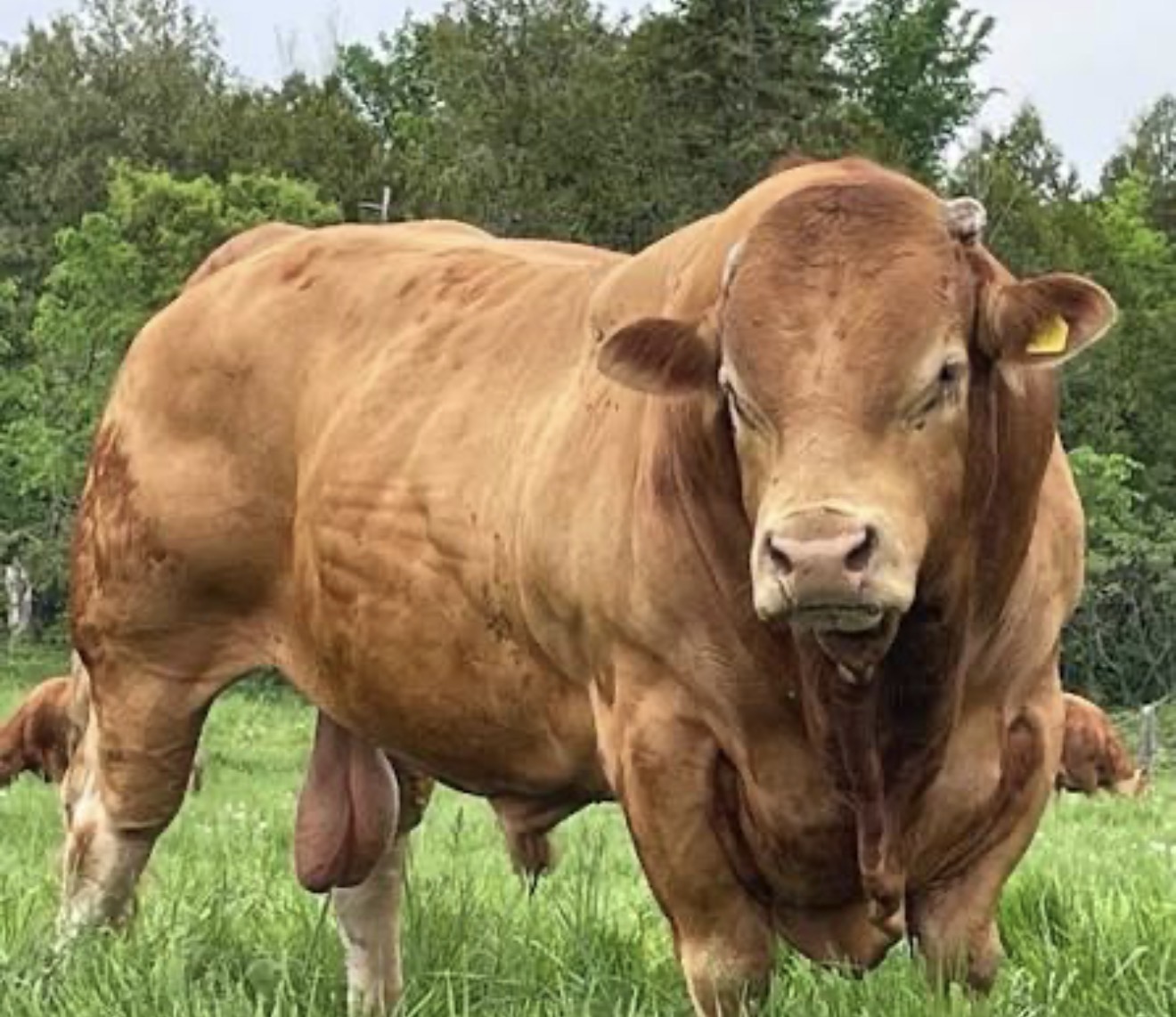 Limousin Cattles