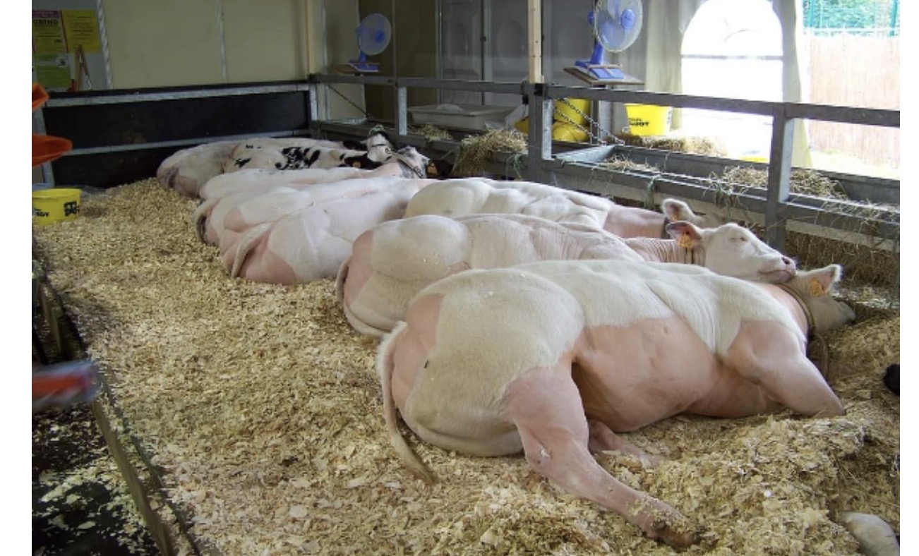 Beef Cattle Production and Modern Farm Management Strategies