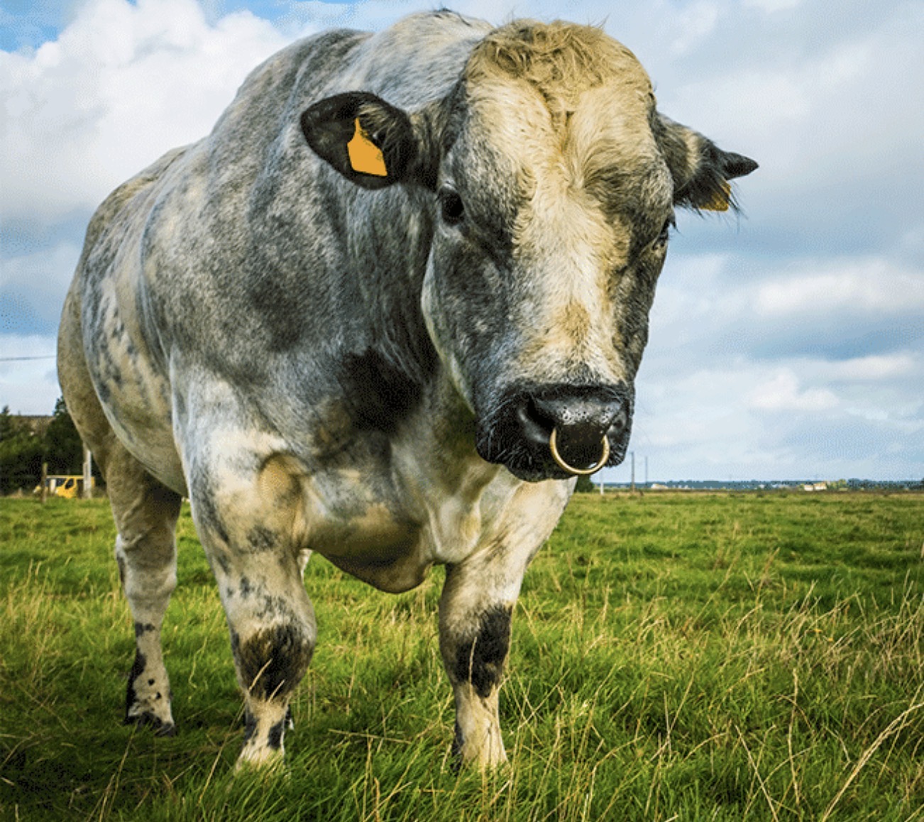 Belgian Blue
