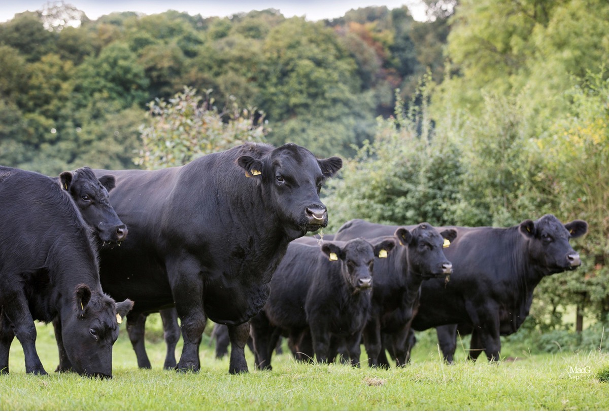 Arbedeen cattles