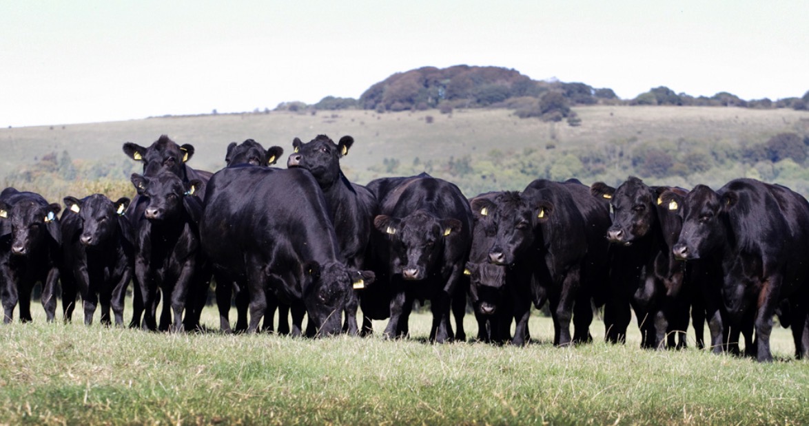 The Aberdeen Angus Cattle