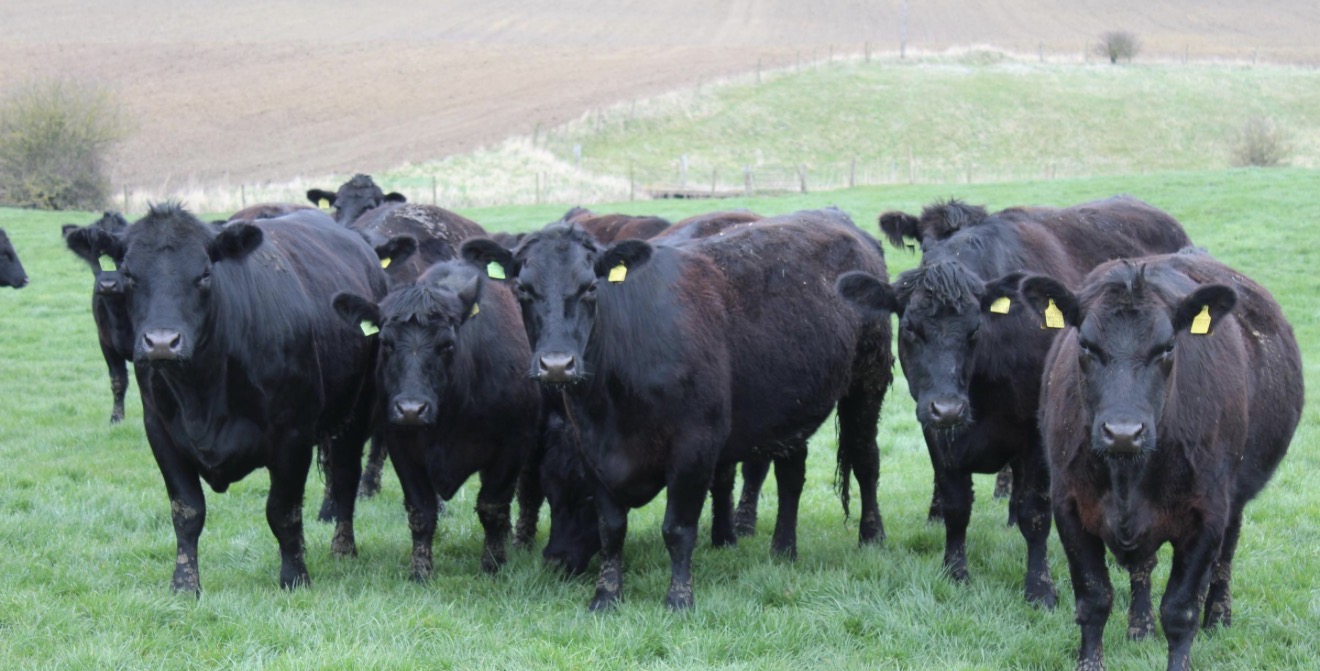 Arbedeen cattles
