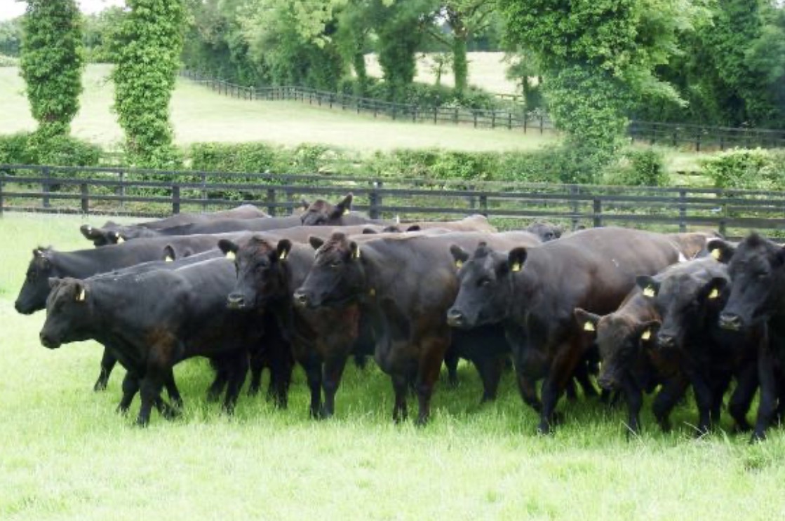 Aberdeen Angus Cattle