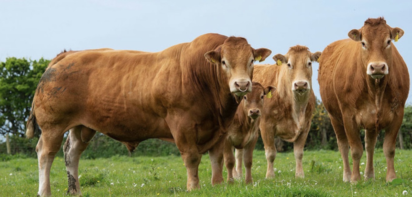 Modern Livestock Farming and Sustainable Agricultural Development Modern Livestock Farming and Sustainable Agricultural Development
